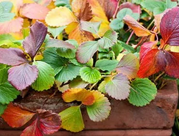 Készítsünk eper a téli és autumn berry feldolgozás, mit kell tenni, hogyan kell gondoskodni telepítések