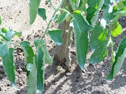 De ce frunze răsucite de tomate, pentru grădină și grădină