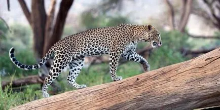 Защо леопарди ядат, седнал на дърветата
