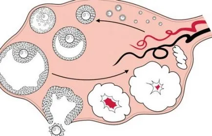 Miért hypothyreosis csökkentette a hemoglobin és hogyan lehet azonosítani megsértése