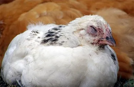 Защо пилето спи непрекъснато защо дълги пилета спане защо пилета са постоянно спят