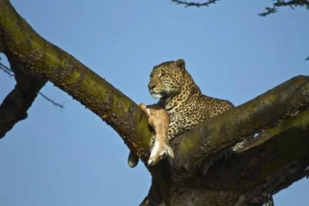 Защо леопарди ядат, седнал на дърветата