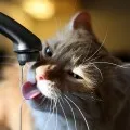 Vízfogyasztás macskák