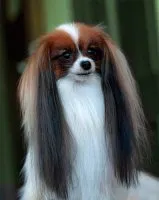 Dog Breed Papillon Phalen - spaniel-ul pitic