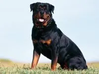 Boala Rottweileri Rottweileri rasă decât suferă orice boală găsită în Rottweilerii