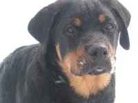 Boala Rottweileri Rottweileri rasă decât suferă orice boală găsită în Rottweilerii