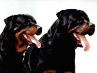 Boala Rottweileri Rottweileri rasă decât suferă orice boală găsită în Rottweilerii