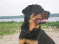 Boala Rottweileri Rottweileri rasă decât suferă orice boală găsită în Rottweilerii