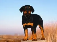 Boala Rottweileri Rottweileri rasă decât suferă orice boală găsită în Rottweilerii