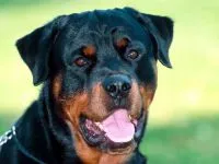 Breed betegség rottweiler rottweiler, mint szenved semmilyen betegségben talált rottweiler