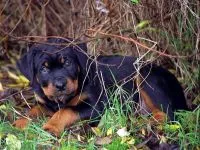 Breed betegség rottweiler rottweiler, mint szenved semmilyen betegségben talált rottweiler