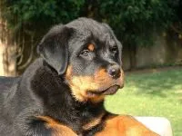 Boala Rottweileri Rottweileri rasă decât suferă orice boală găsită în Rottweilerii