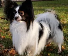 Dog Breed Papillon Phalen - spaniel-ul pitic