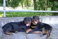 Breed betegség rottweiler rottweiler, mint szenved semmilyen betegségben talált rottweiler