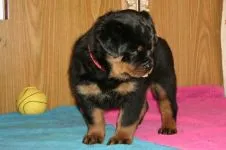 Breed betegség rottweiler rottweiler, mint szenved semmilyen betegségben talált rottweiler