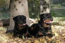 Breed betegség rottweiler rottweiler, mint szenved semmilyen betegségben talált rottweiler