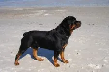 Boala Rottweileri Rottweileri rasă decât suferă orice boală găsită în Rottweilerii