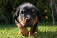 Boala Rottweileri Rottweileri rasă decât suferă orice boală găsită în Rottweilerii