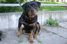 Breed betegség rottweiler rottweiler, mint szenved semmilyen betegségben talált rottweiler