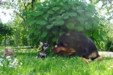 Breed betegség rottweiler rottweiler, mint szenved semmilyen betegségben talált rottweiler