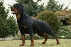 Boala Rottweileri Rottweileri rasă decât suferă orice boală găsită în Rottweilerii