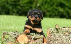 Breed betegség rottweiler rottweiler, mint szenved semmilyen betegségben talált rottweiler