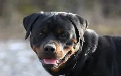 Boala Rottweileri Rottweileri rasă decât suferă orice boală găsită în Rottweilerii