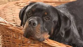 Boala Rottweileri Rottweileri rasă decât suferă orice boală găsită în Rottweilerii