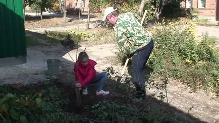 Plantarea de pomi fructiferi la locul