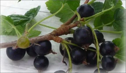 Ültetés feketeribizli ősszel - videó