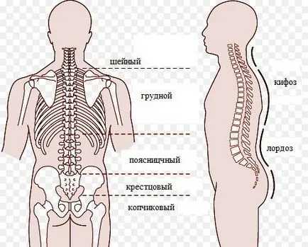 Spine - sectiuni (cervicale, toracice, lombare), cauzele de osteoartrita si tratamentul acesteia