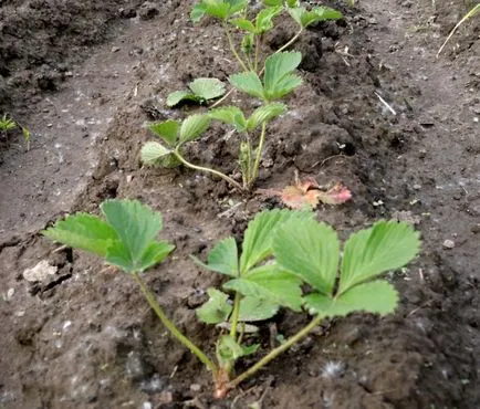 Plantarea de căpșuni în luna august, în toamnă, atunci când corect