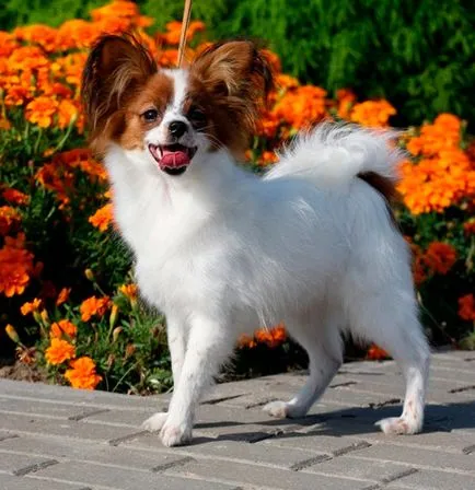 Dog Breed Papillon Phalen - spaniel-ul pitic