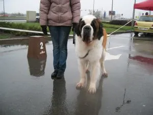 Balti kiállítása lett Arany St. Bernard