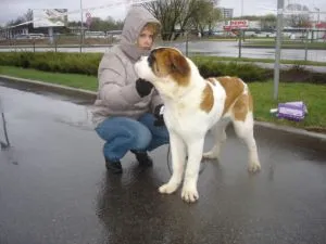 Balti kiállítása lett Arany St. Bernard