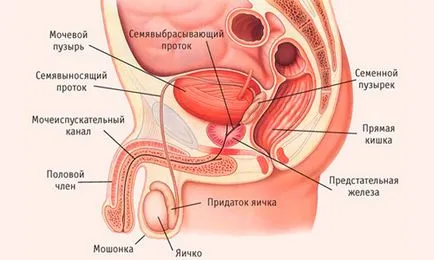 Функцията на простатата жлеза, анатомията