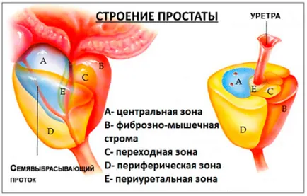 Funcția glandei prostatei, anatomia