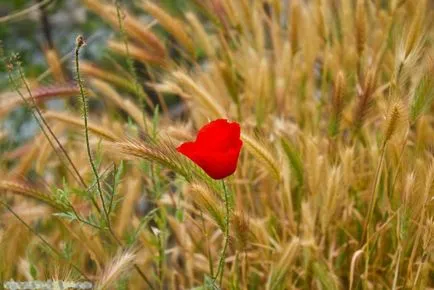 Frumoase flori salbatice fotografie