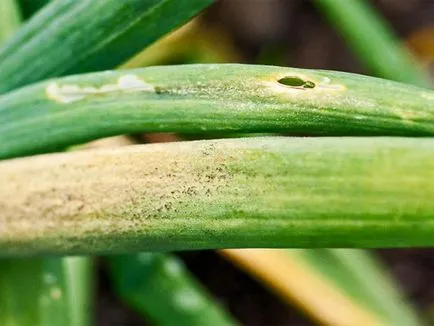 Avantajele ceapa de plantare de iarnă