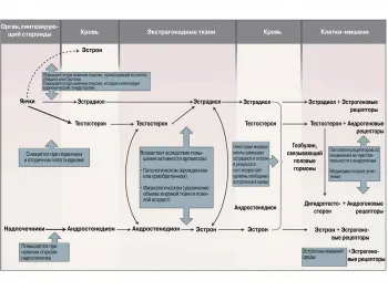 Причините, които могат да се повишат и естрадиол при жените и мъжете