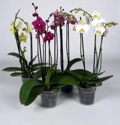 Szeszélyes ellátás virágok orchideák