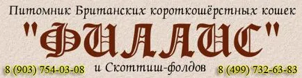 Професионална детска градина на шотландските Сгънете котки, котенца шотландски Fold