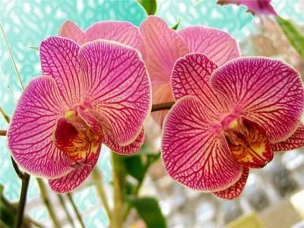 Szeszélyes ellátás virágok orchideák