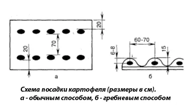 Progresszív burgonya termelési technológia