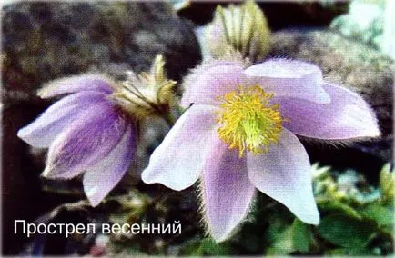 Лумбаго (Pulsatilla) видове и сортове, отглеждане, фото