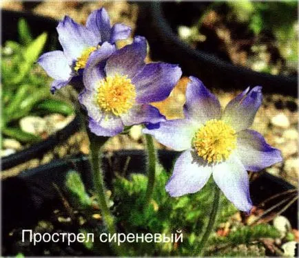 Лумбаго (Pulsatilla) видове и сортове, отглеждане, фото