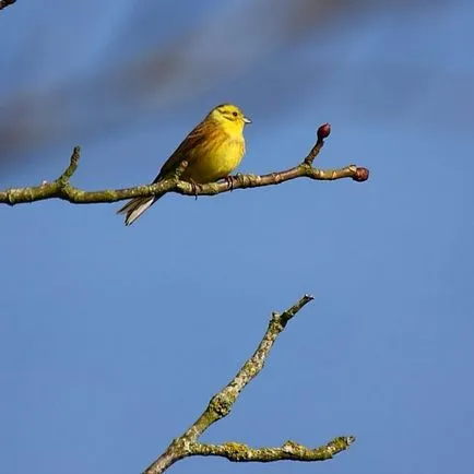 pasăre Bunting