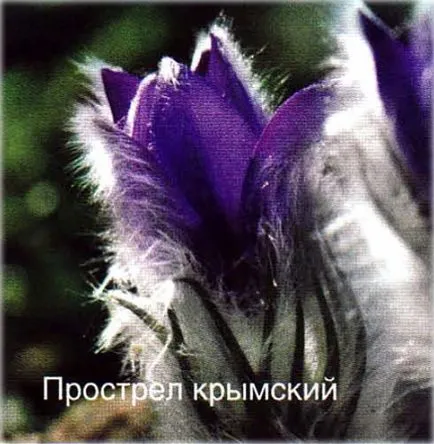 Лумбаго (Pulsatilla) видове и сортове, отглеждане, фото