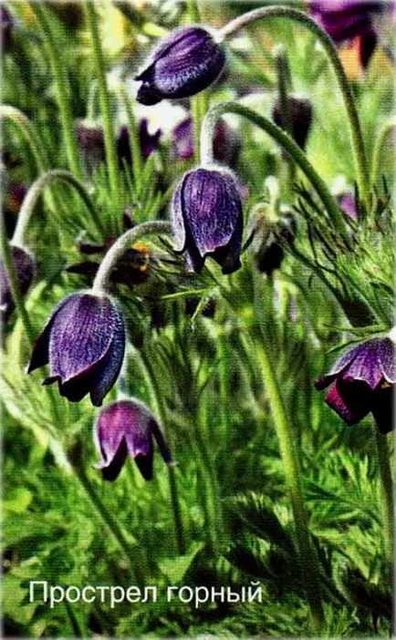 Лумбаго (Pulsatilla) видове и сортове, отглеждане, фото