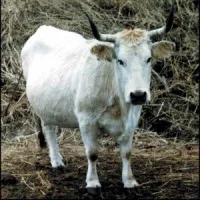 Gray vaci de rasa din Ucraina